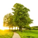 Trees With Pathway